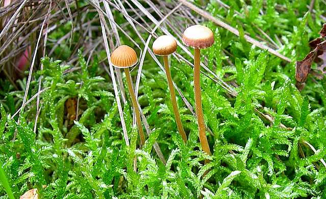 Galerina rubiginosa (Pers.) Khner